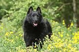 SCHIPPERKE 581